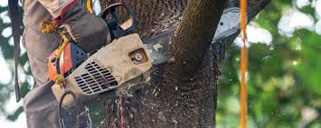  Thomaston, NY Tree Removal Services Pros