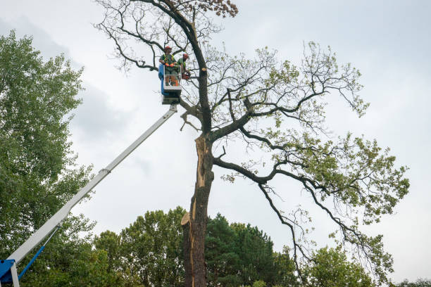 Thomaston, NY Tree Removal Services Company