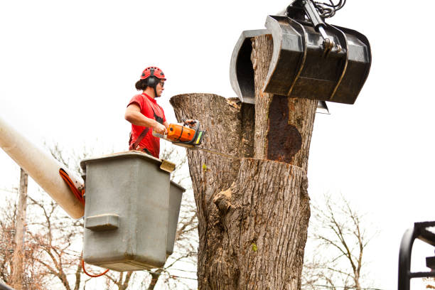 Best Tree Planting  in Thomaston, NY