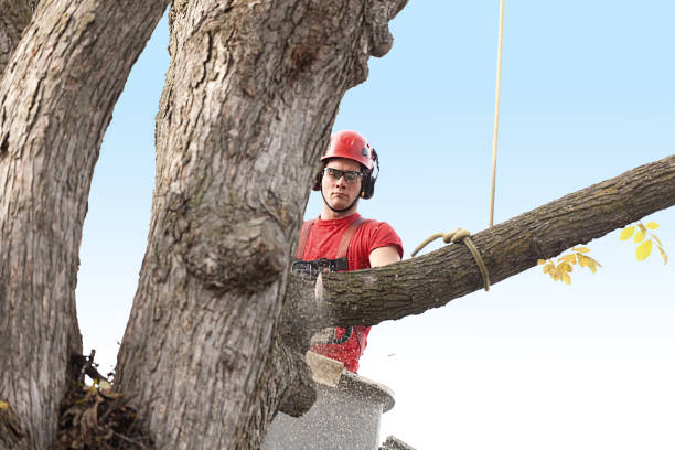 How Our Tree Care Process Works  in  Thomaston, NY